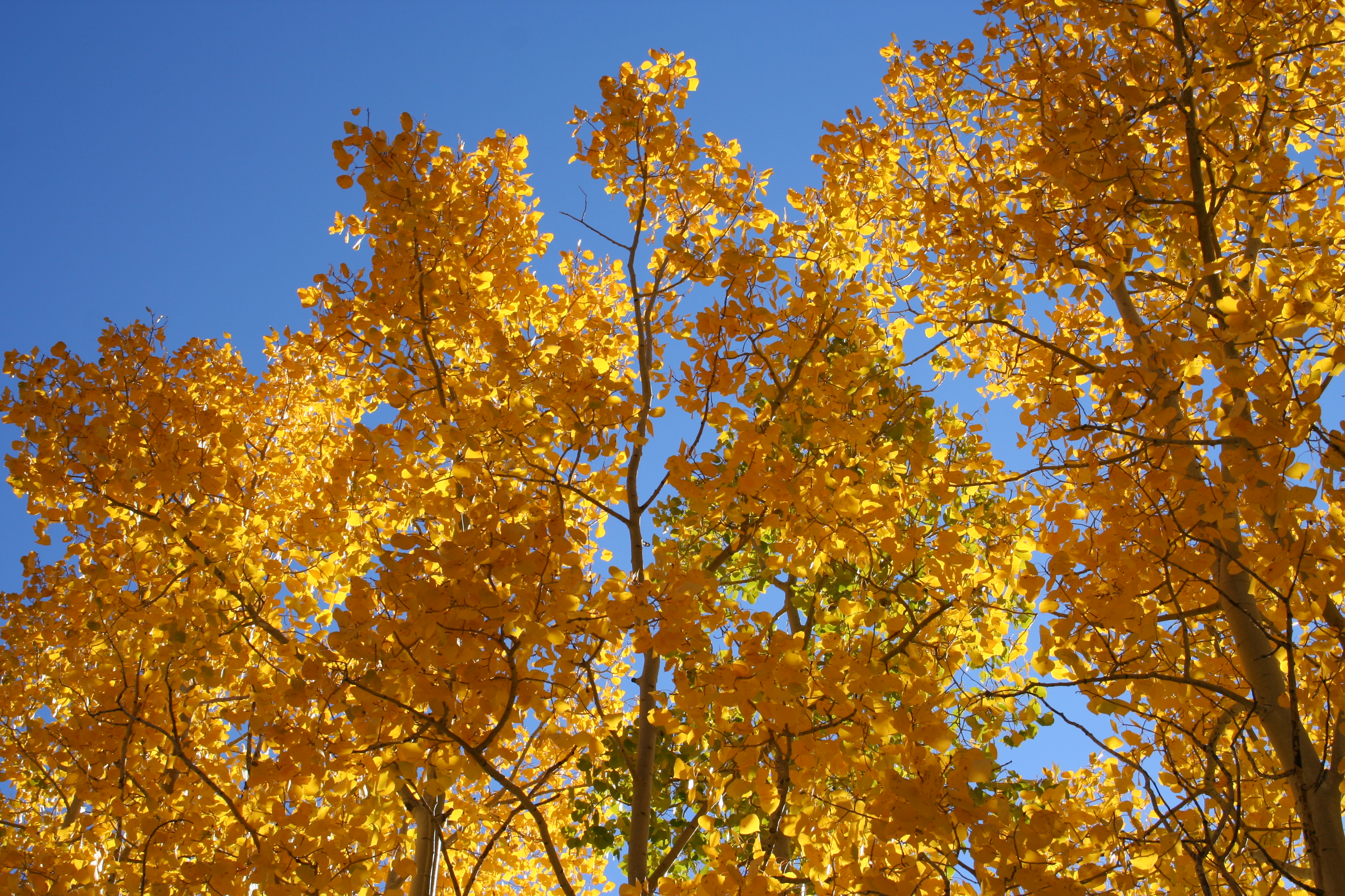 Fall colors