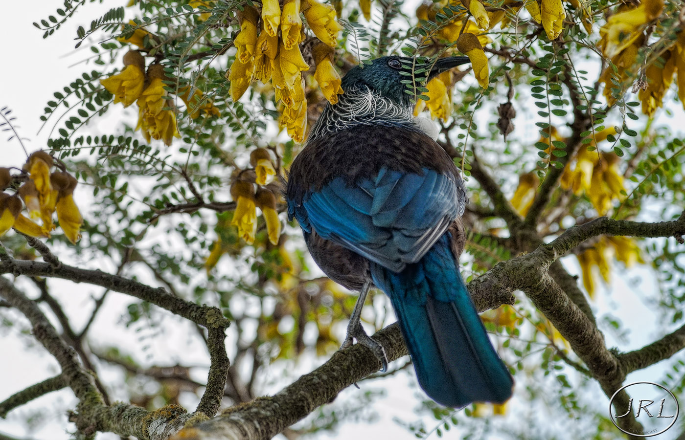 Tui in Kowhai