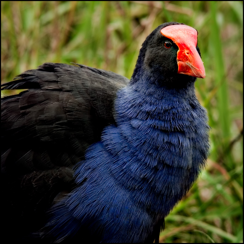 Pukeko