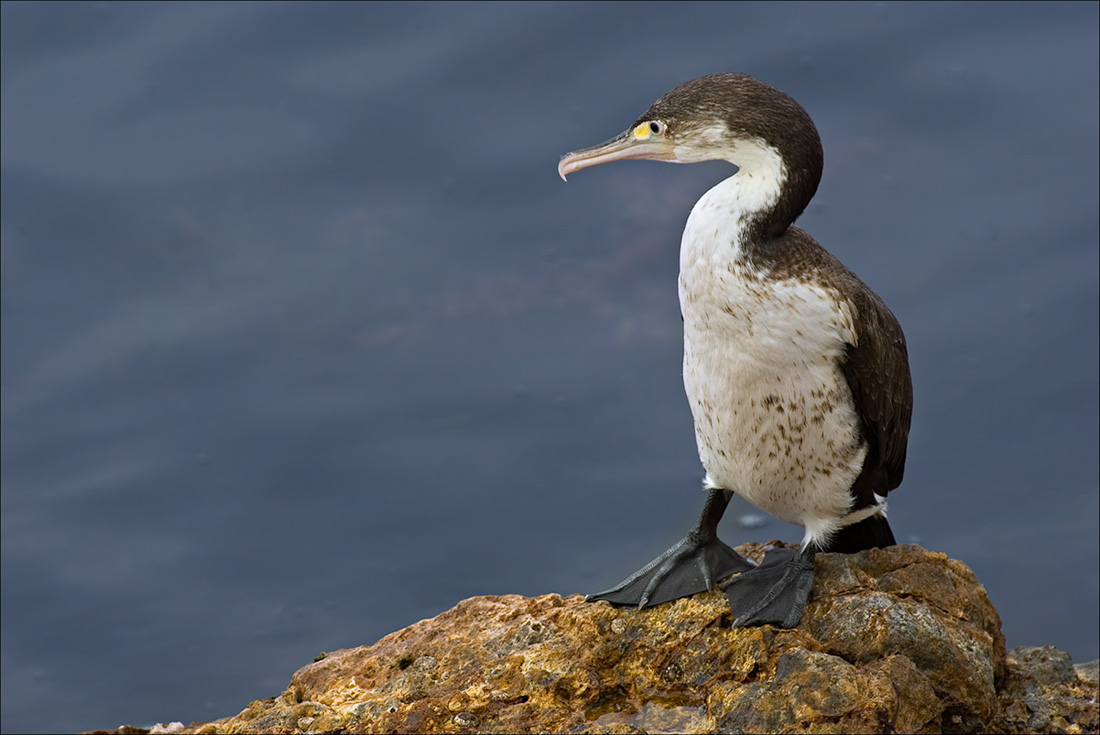 Pied Shag (Karuhiruhi)