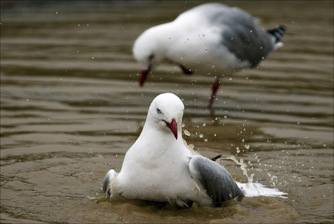 Wash & Brush-up