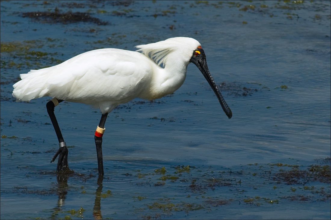 Royal Spoonbill in breeding colours