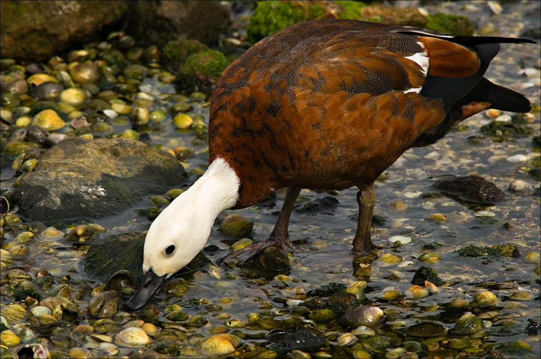 Paradise Shelduck (Putangitangi)