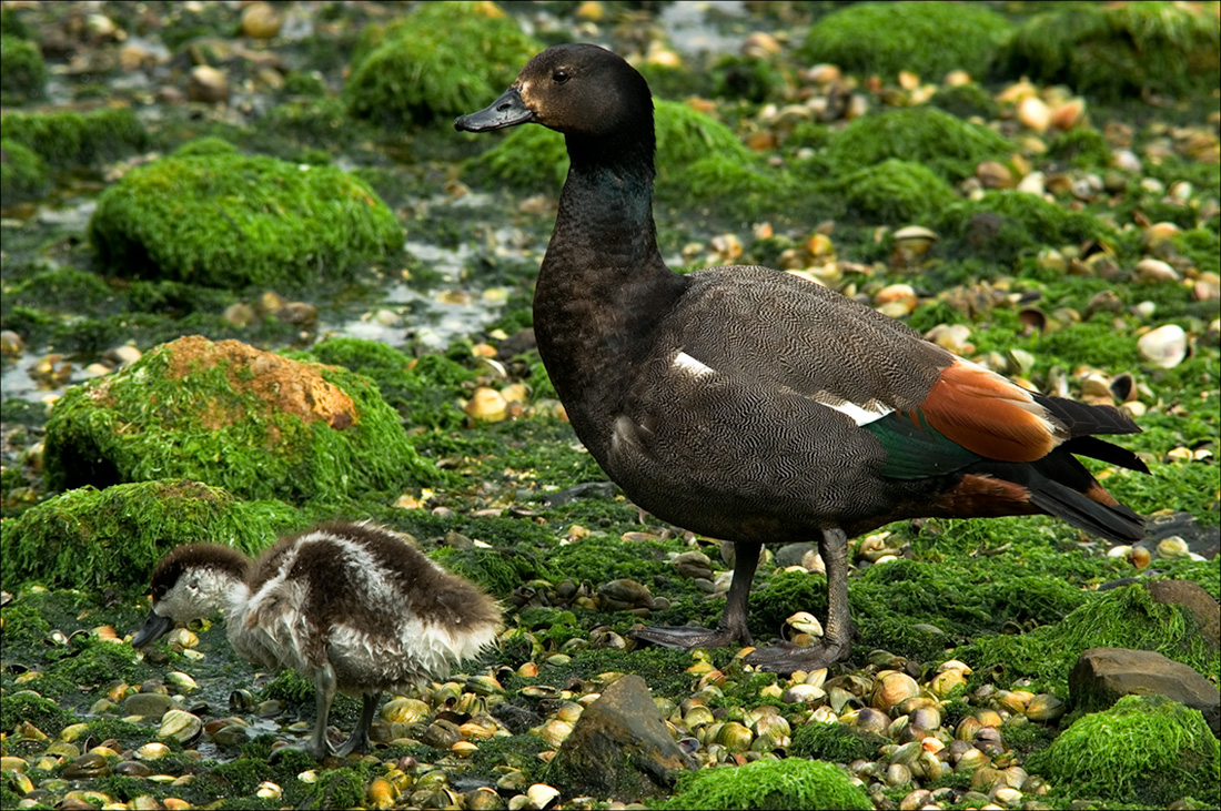 Paradise Shelduck (Putangitangi) with hatchling