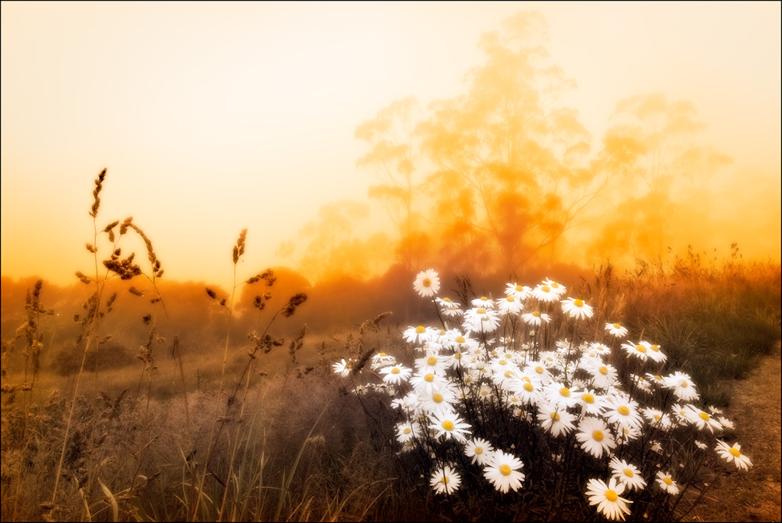 Daisies in the mist