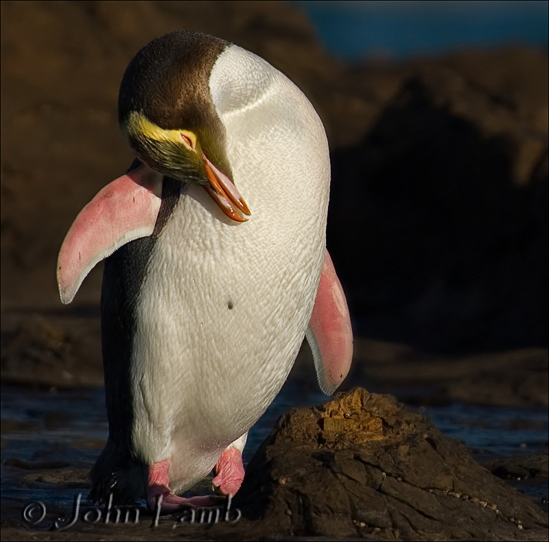 Yellow-eyed Penguin