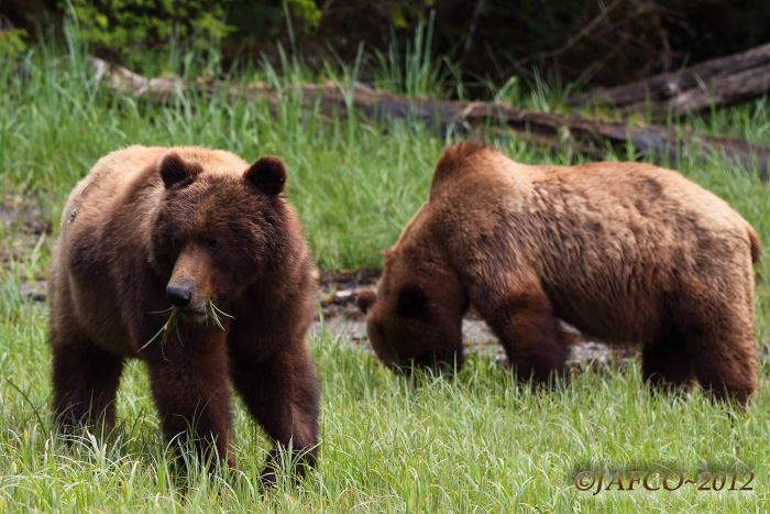 Grizzlies