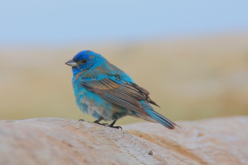 064  INDIGO BUNTING