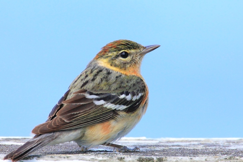 068  BAY BREASTED WARBLER