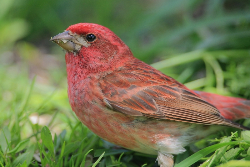 069  PURPLE FINCH