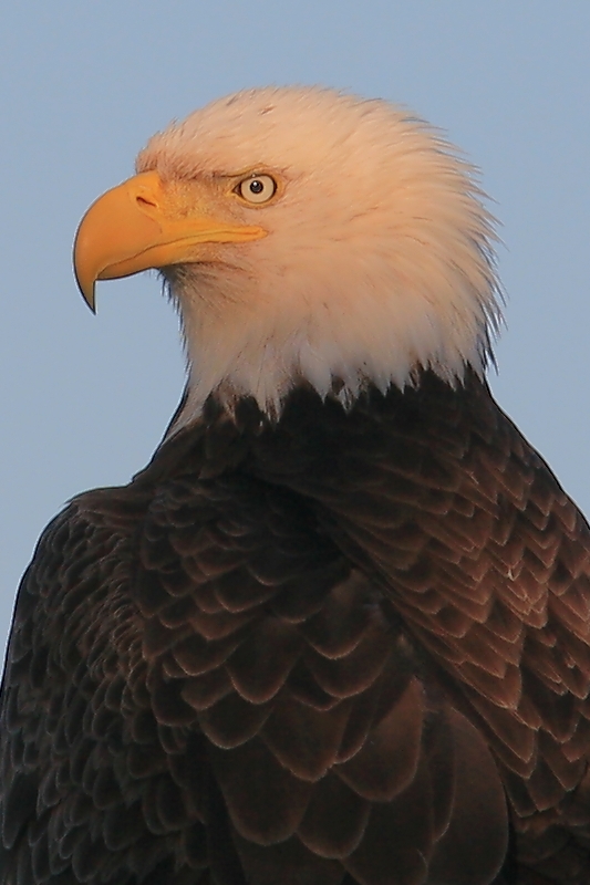 070  BALD HEADED EAGLE