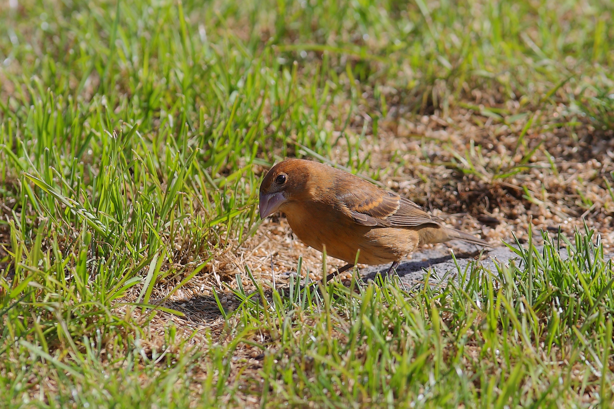 083  BLUE GROSBEAK, JUVENILE