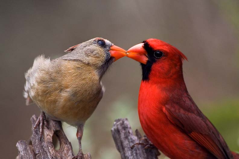 Northern Cardinals