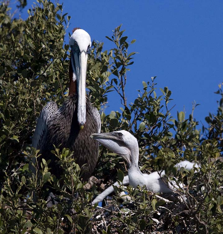 Brown Pelican with chick