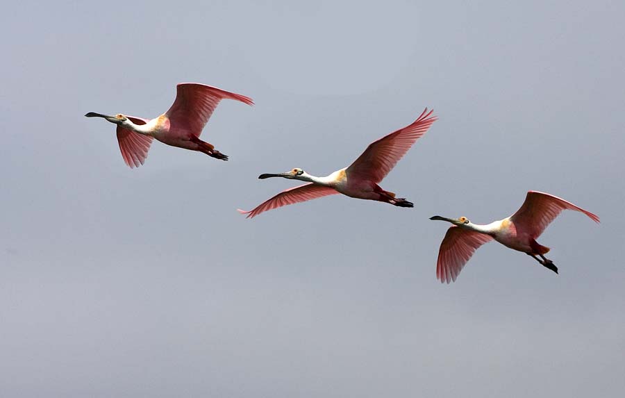 Roseate Spoonbill