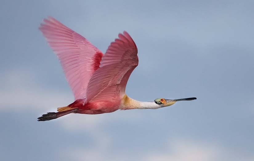 Roseate Spoonbill