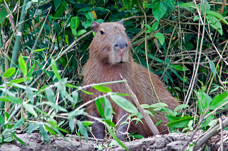Early Morning Capybara