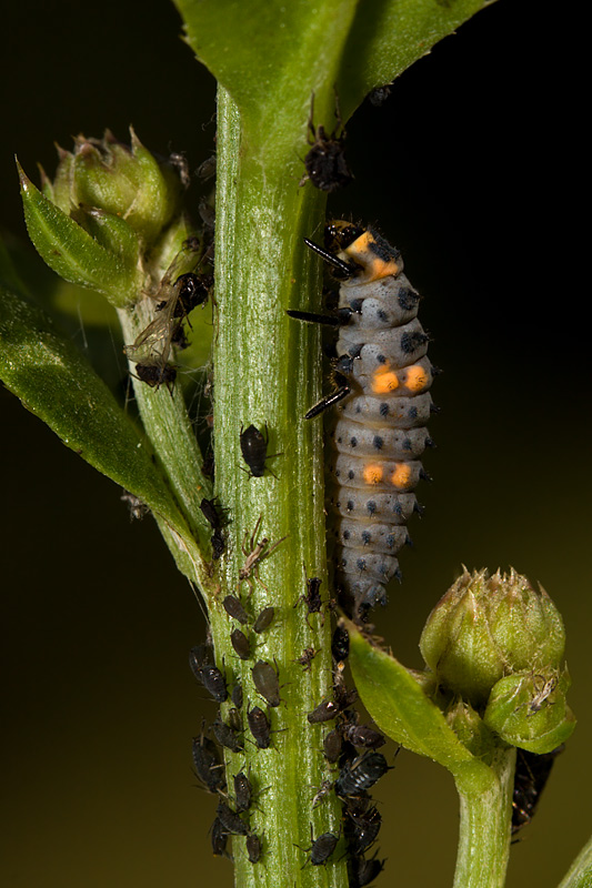 Ladybird Larva (coccinella septempunctata)