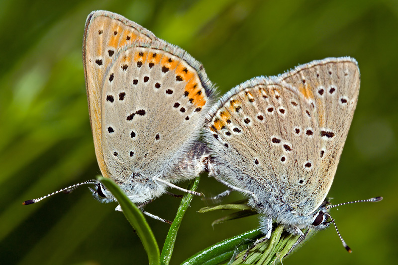 Common Blue Pair (polyommatus icarus)