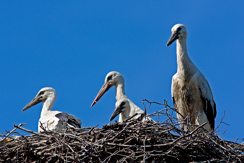 White Stork Family