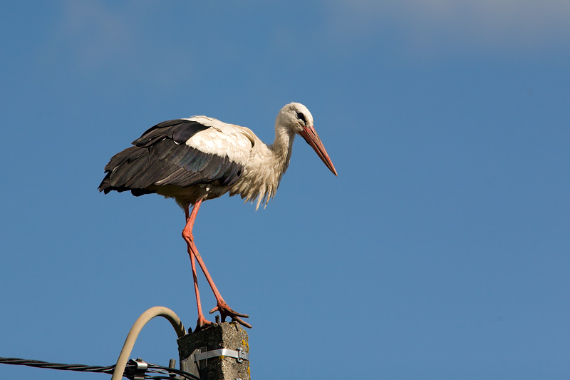 The White Stork