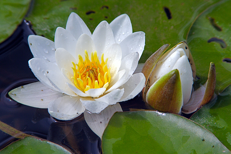 Kährimäe Pond: Water Lilies