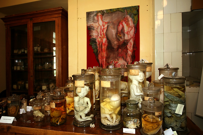 Tartu Old Anatomical Theatre: Medicine Museum