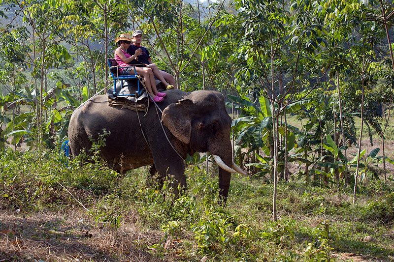 Khao Sok National Park: Elephant Riding