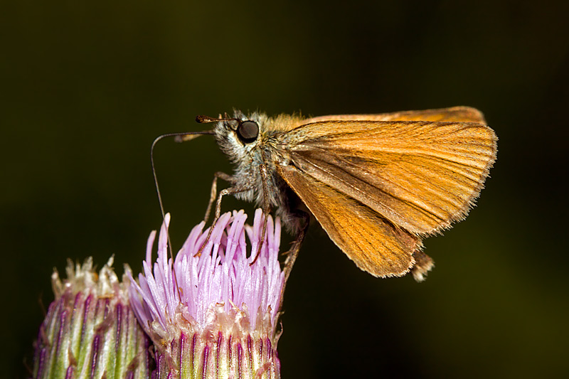 Essex Skipper (thymelicus lineola)