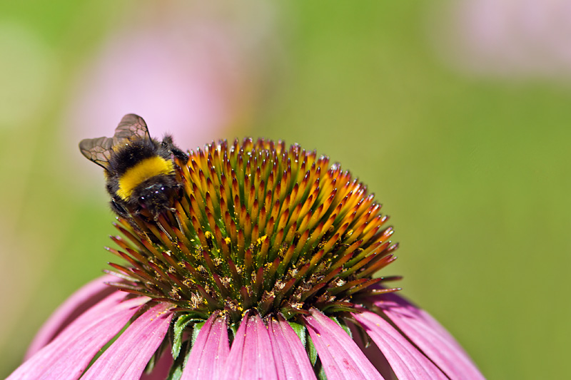 Buff-Tailed Bumblebee and Flower