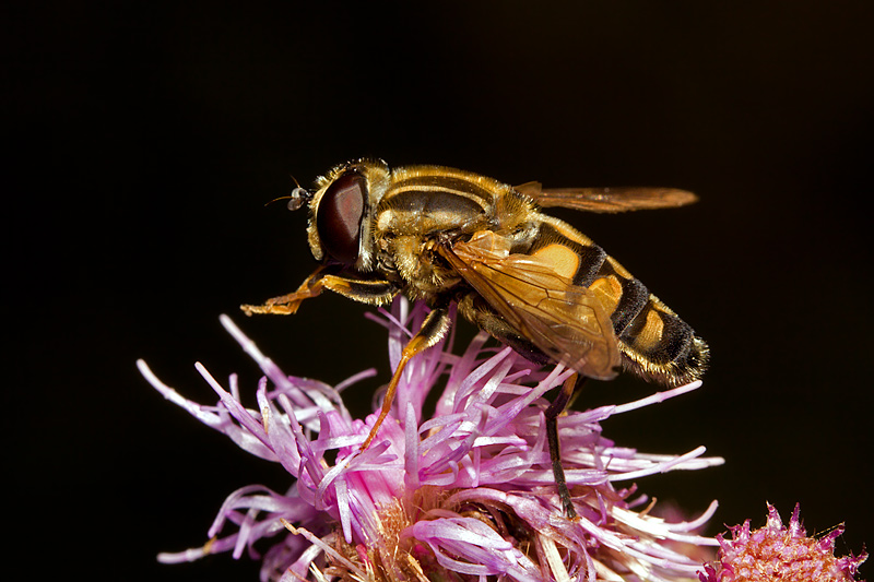 Hoverfly (syrphidae)