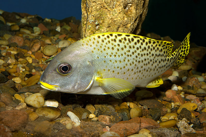 Black Spotted Sweetlips (grunt, plectorhinchus gaterinus)