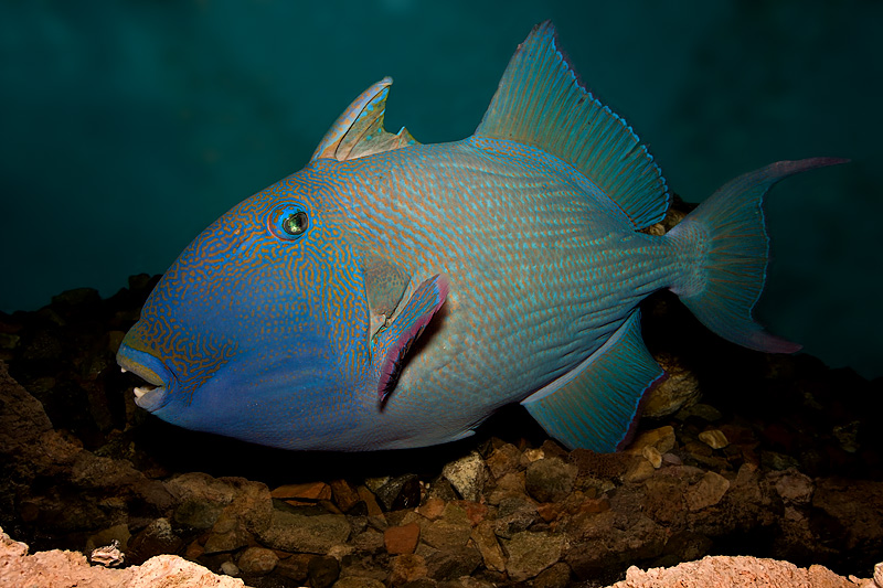 Blue Triggerfish (pseudobalistes fuscus)