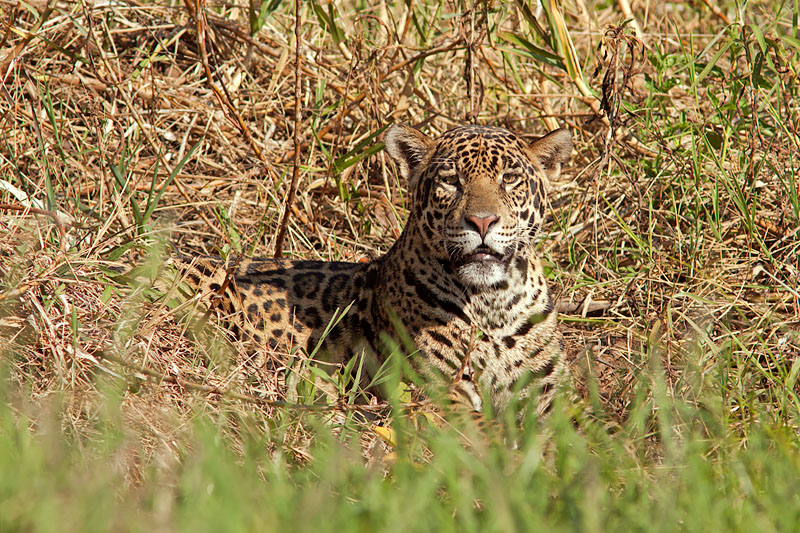 Jaguar (panthera onca)