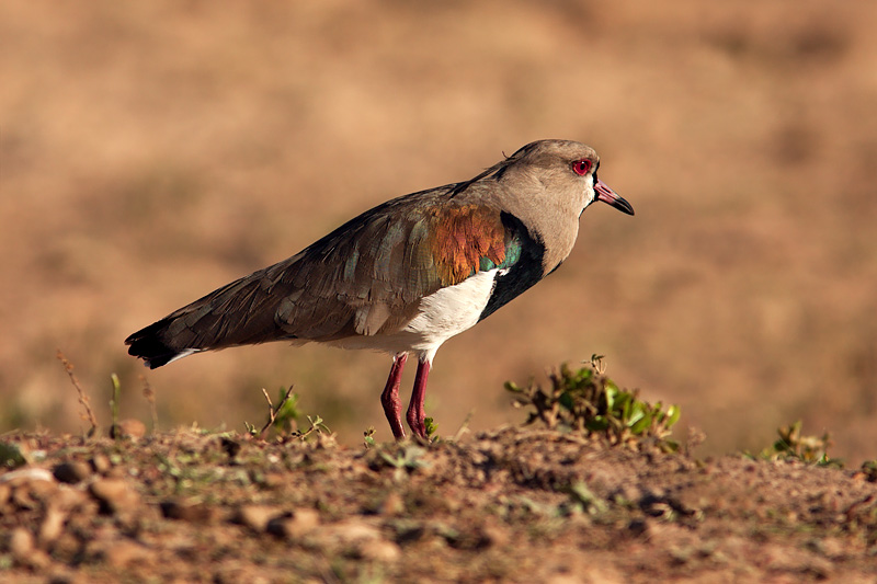 Southern Lapwing (vanellus chilensis)