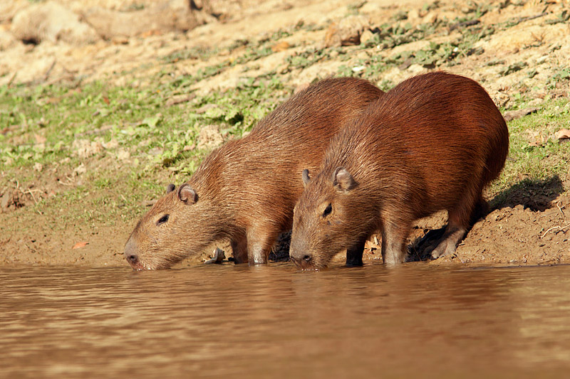 Capybaras Drinking (hydrochoerus hydrochaeris)