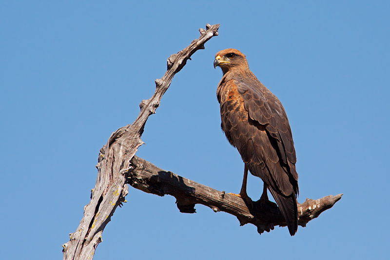 Savannah Hawk (buteogallus meridionalis)