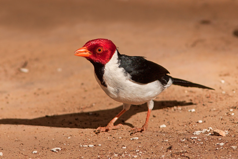 Yellow-Billed Cardinal (paroaria capitata)