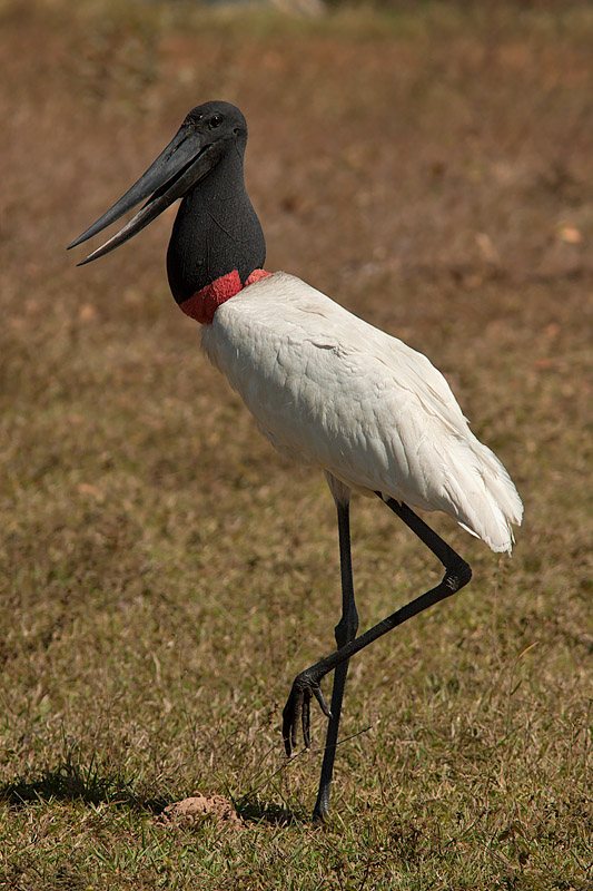 Jabiru (jabiru mycteria)