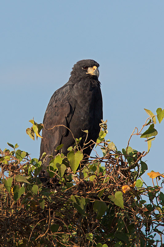 Great Black Hawk (buteogallus urubitinga)