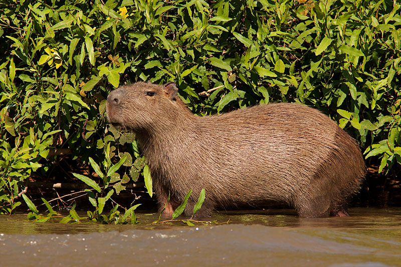 Capybara (hydrochoerus hydrochaeris)