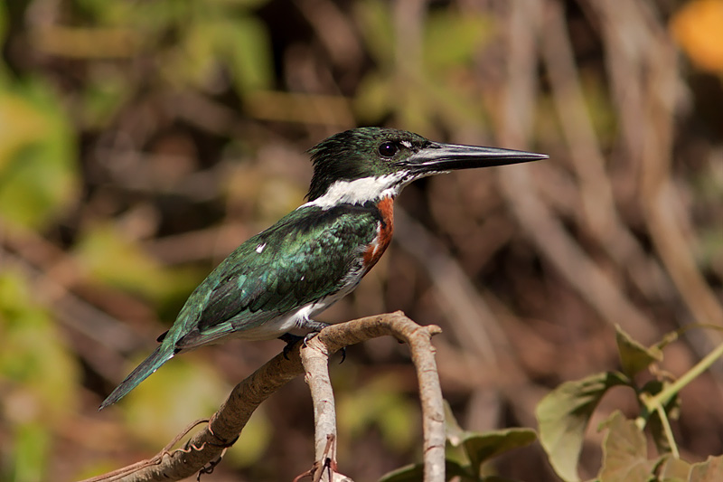 Amazon Kingfisher (chloroceryle amazona)