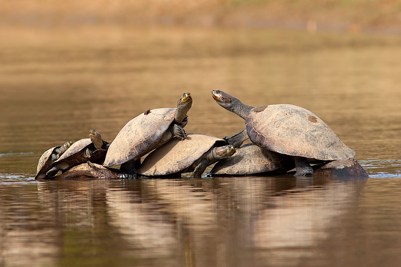 Yellow-Spotted Amazon River Turtles (podocnemis unifilis)