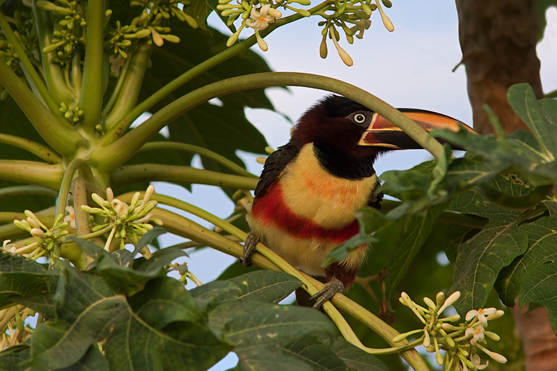 Chestnut-Eared Aracari (pteroglossus castanotis)