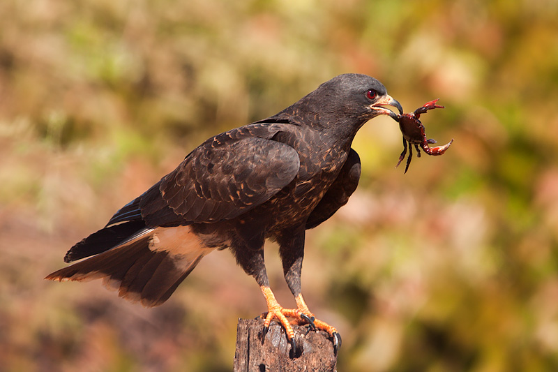 Snail Kite with Crab (rostrhamus sociabilis)