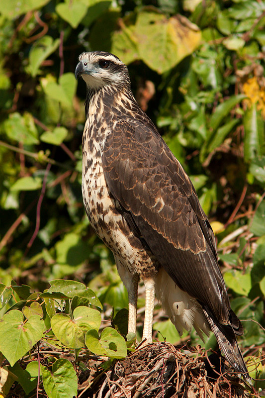 Juvenile Black-Collared Hawk