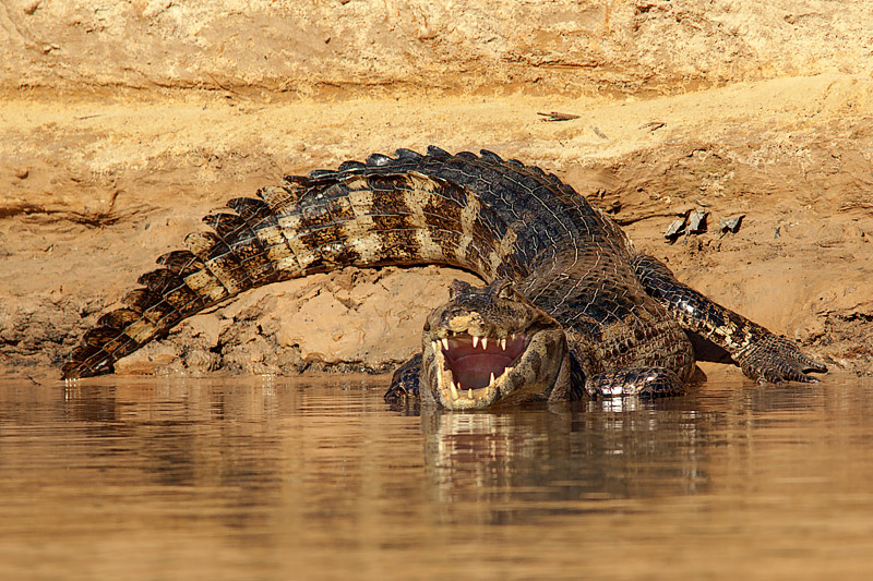 Caiman