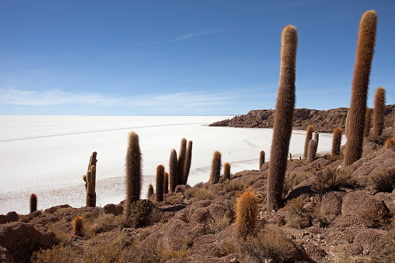 Incahuasi Island: Giant Cacti