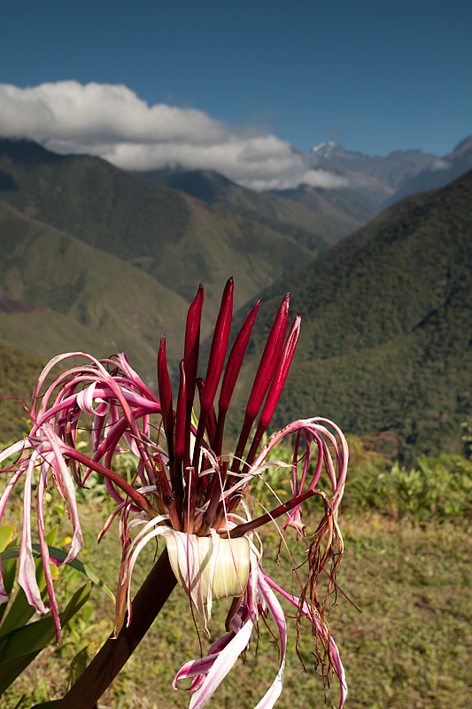 Flower with Cloudforest