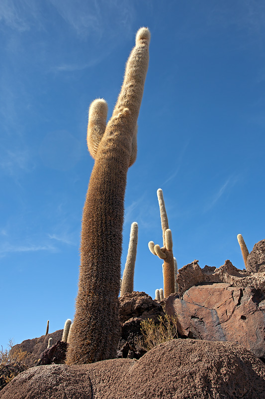 Incahuasi Island: Giant Cacti